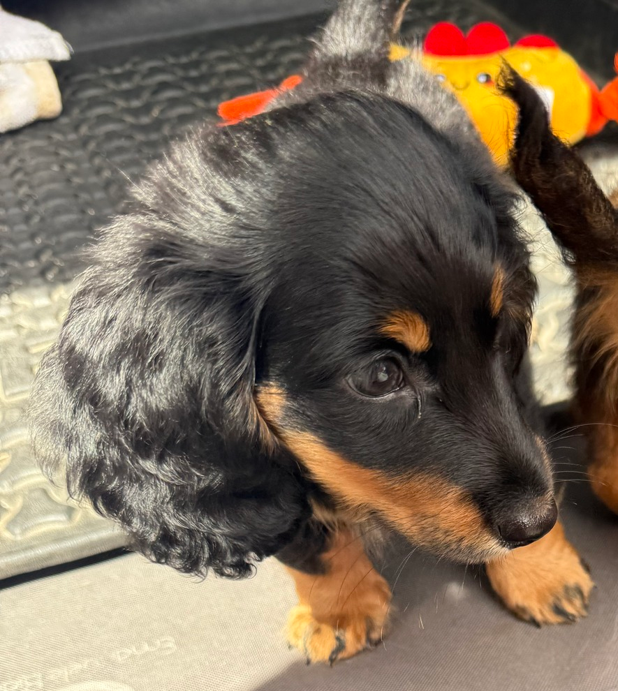 Railroad Spike - Official Weenie Wagon Puppy Mascot